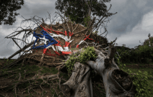 In image of the flag of Puerto Rico painted on the roots of an uprooted tree with dark stormy skies in the background.